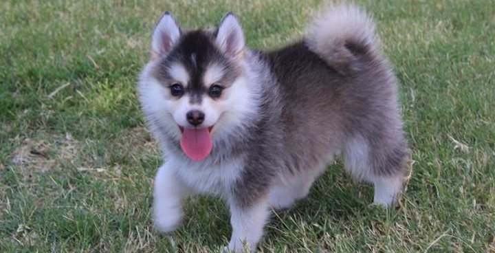 pomsky puppies