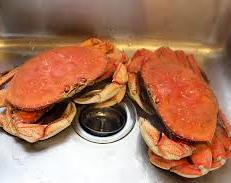 live crab