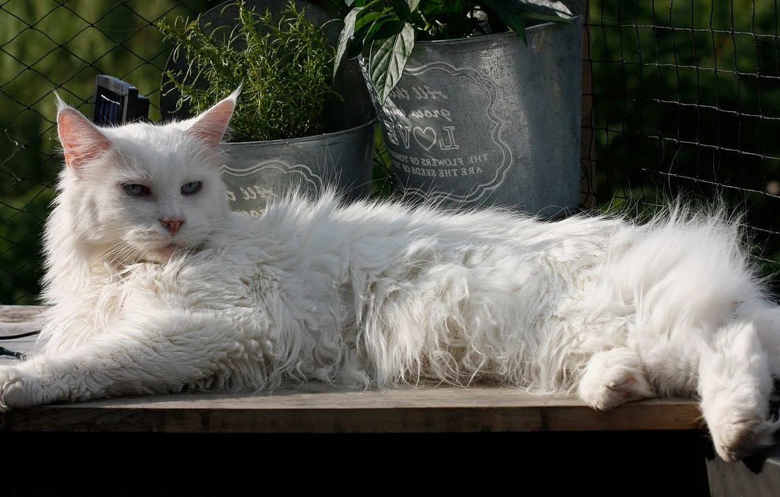 white cat