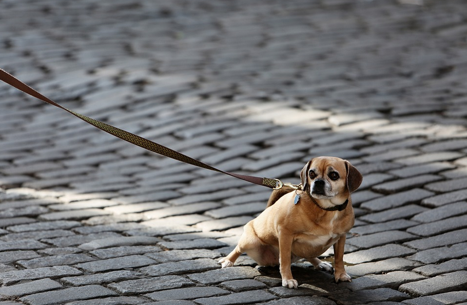 leash